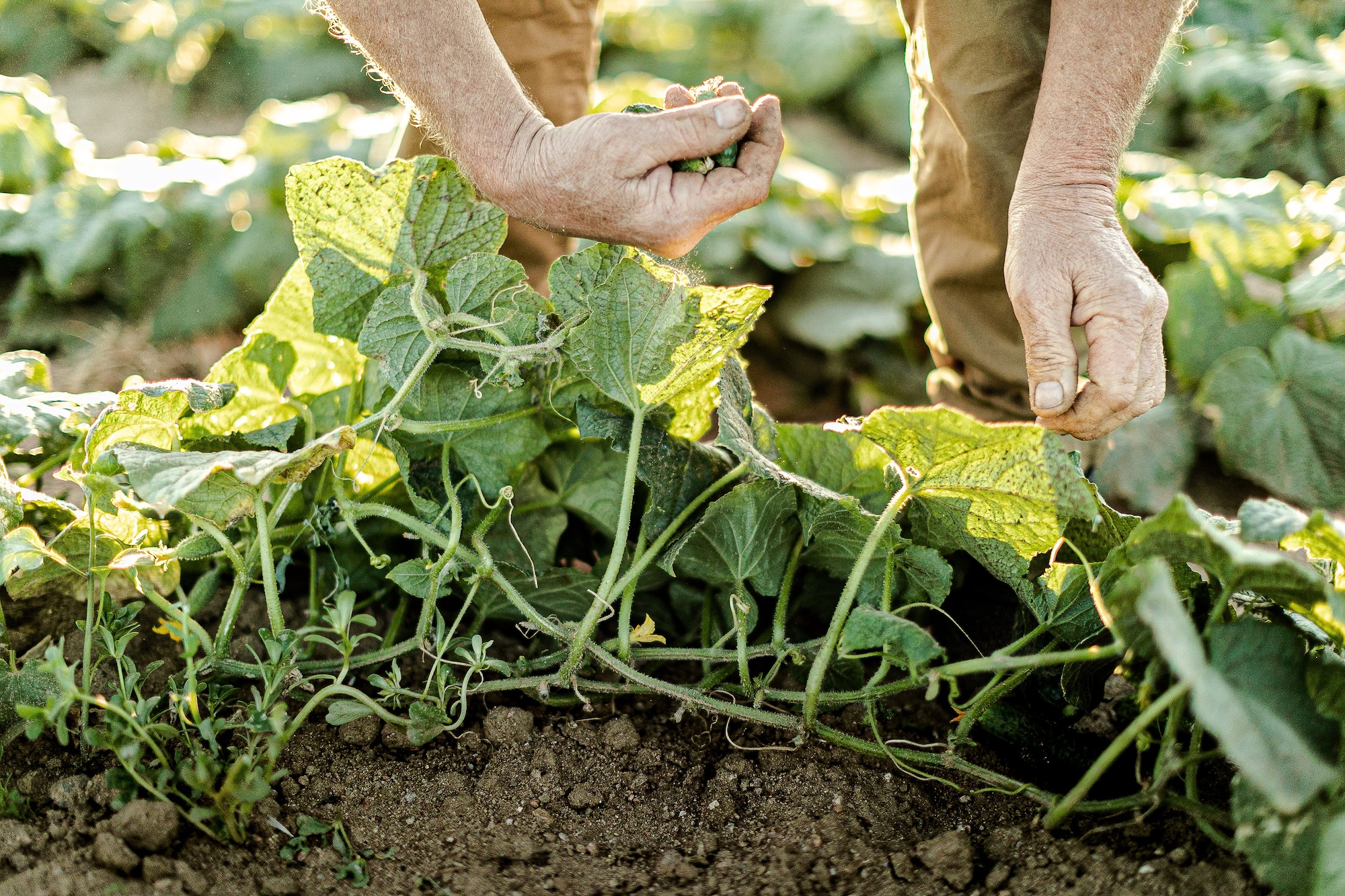 Fresh garden produce